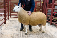 Top Price North Country Cheviot Ram from Synton